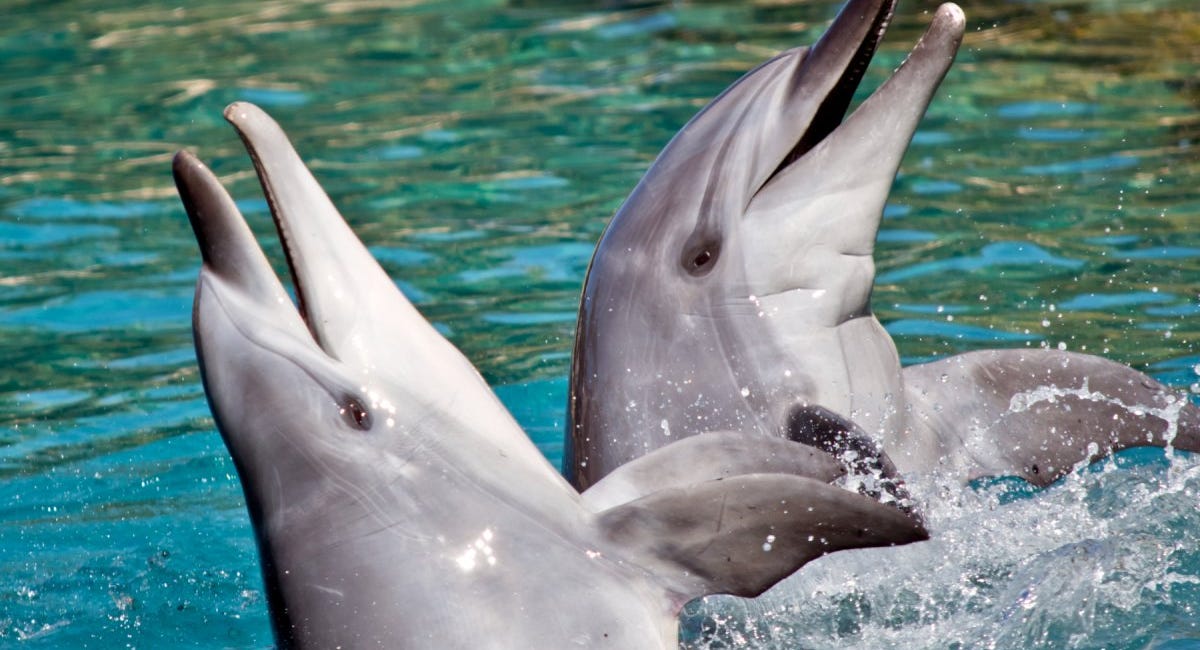 DoLphins' Love-Shaped Sleep To Keep Awake