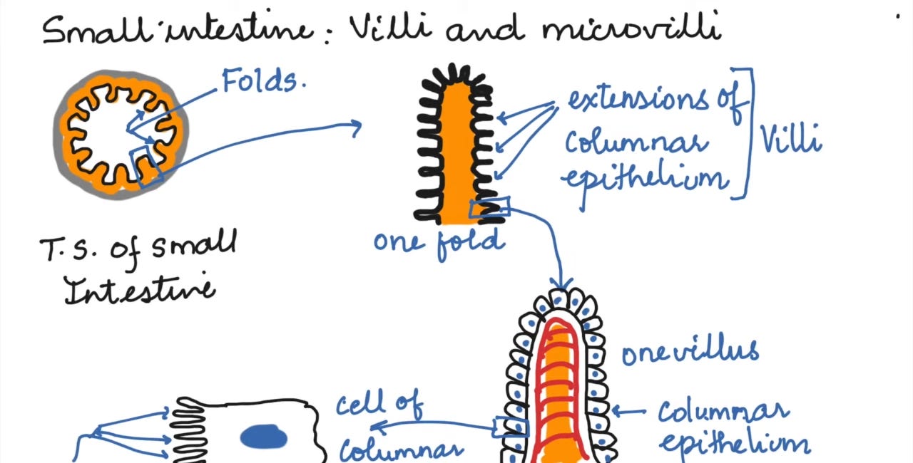 Gut Health is So Important these Days