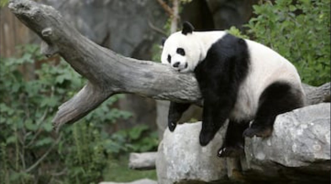 U R K BEAR!!!