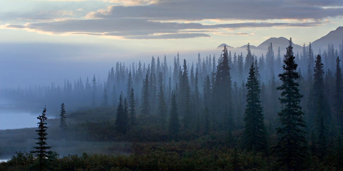 Befriending The Boreal: Getting To Know Our Elder Brother Spruce