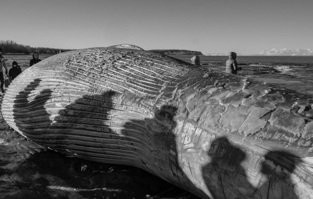 The whale