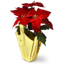 Holiday Poinsettia Supply Takes a Hit in Manatee County After Hurricanes Helene and Milton