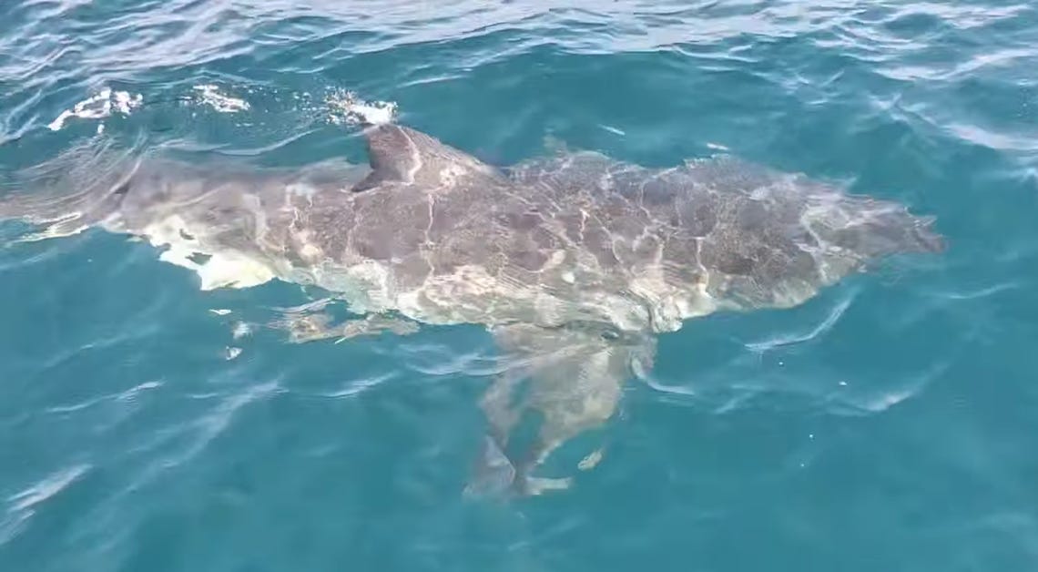 Angler Encounters Massive Great White Shark Off Anna Maria Island 
