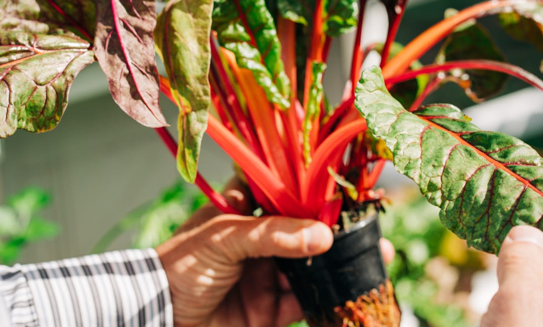 Small-Scale Vertical Farming Solution: A Path To Meet Unit Economics? 