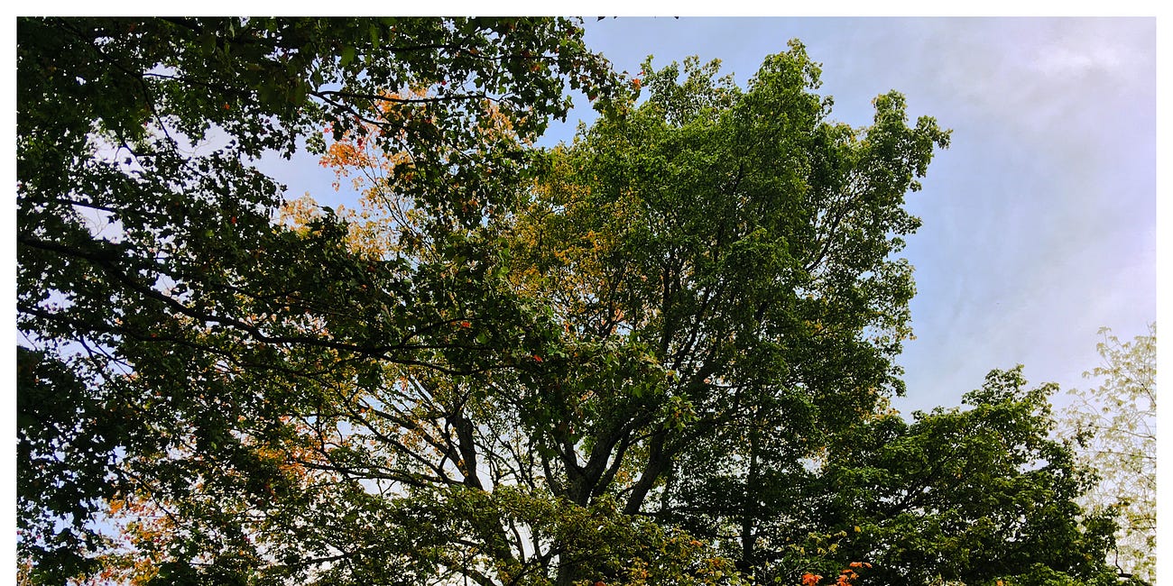 The Forest Glen
