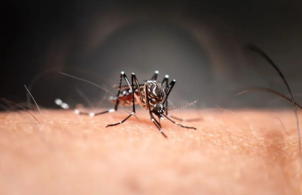 Chinese Study Discovers Bacteria that Fights Dengue and Zika in Mosquitoes