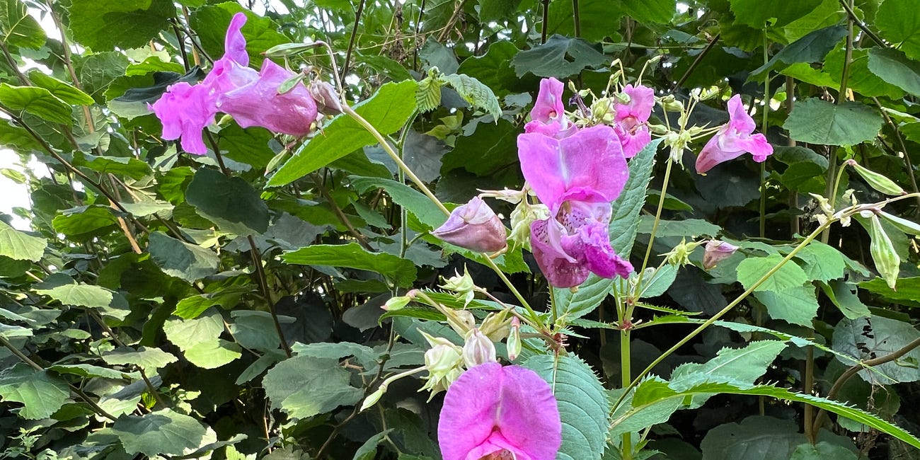 NOTES from. the plant kingdom // Himalayan balsam