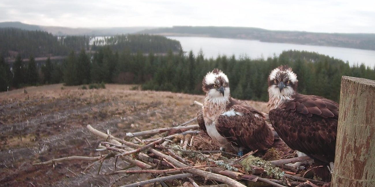 First osprey eggs laid at Kielder for Easter