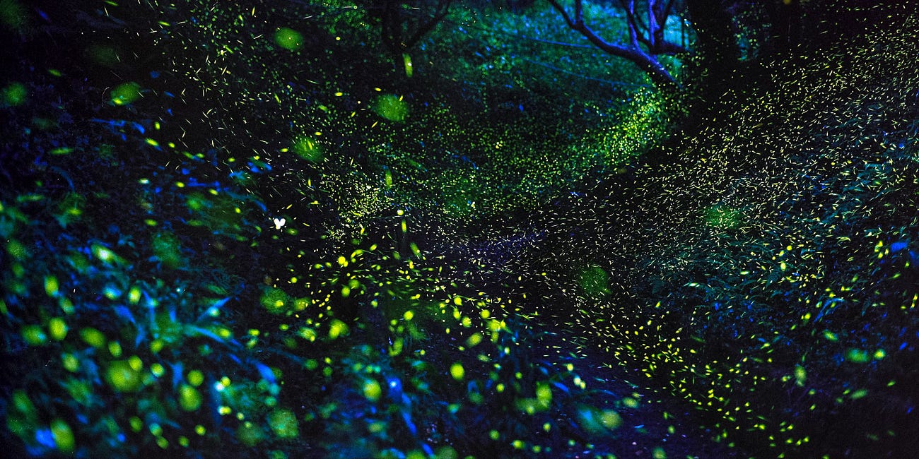 See the Fireflies Light Up the Night in the Smokies Soon: The Details