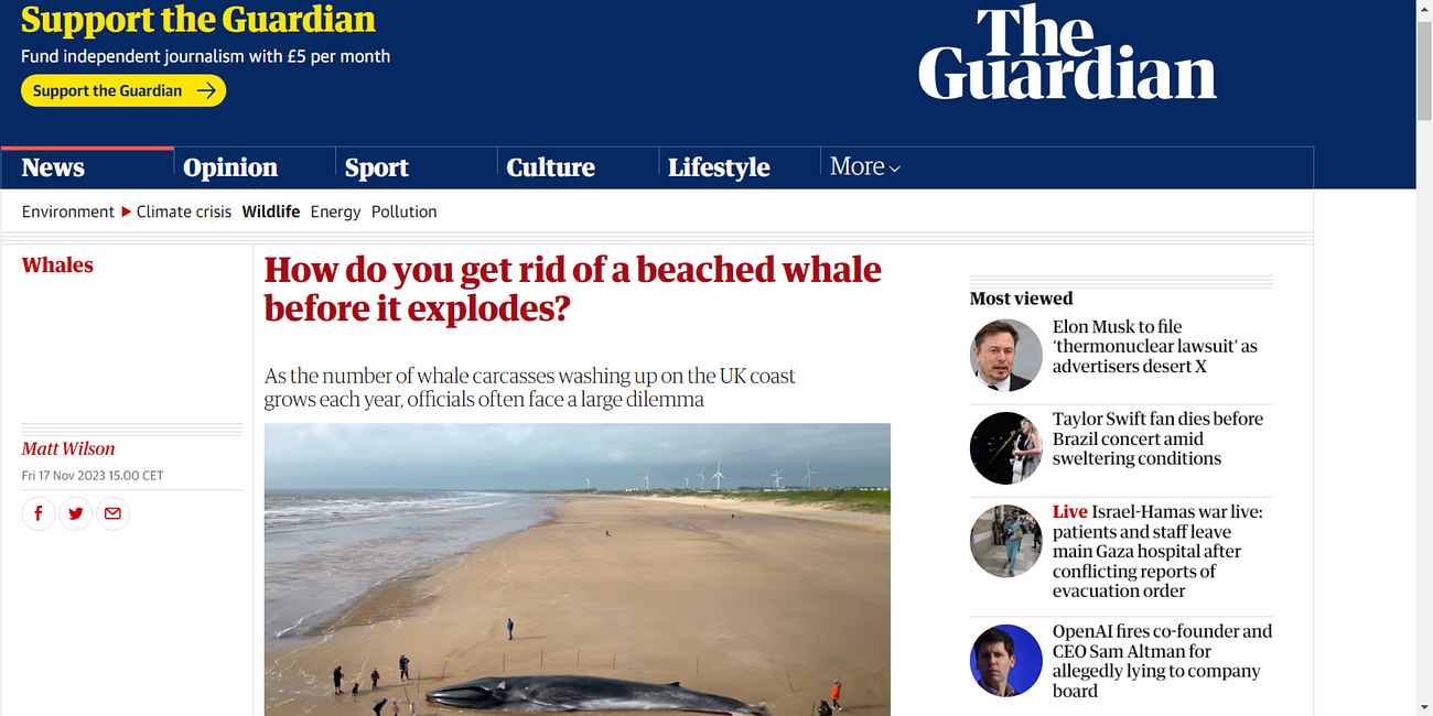 Eco-Nazis Wonder How To "Get Rid Of" Whale Carcasses