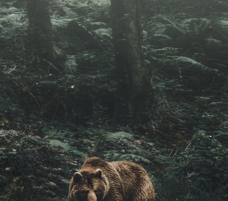 letters to the sunday scaries (and hibernating)