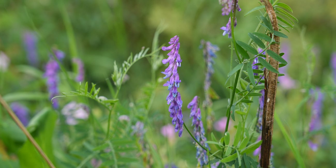 10 wildflowers to try growing in your garden