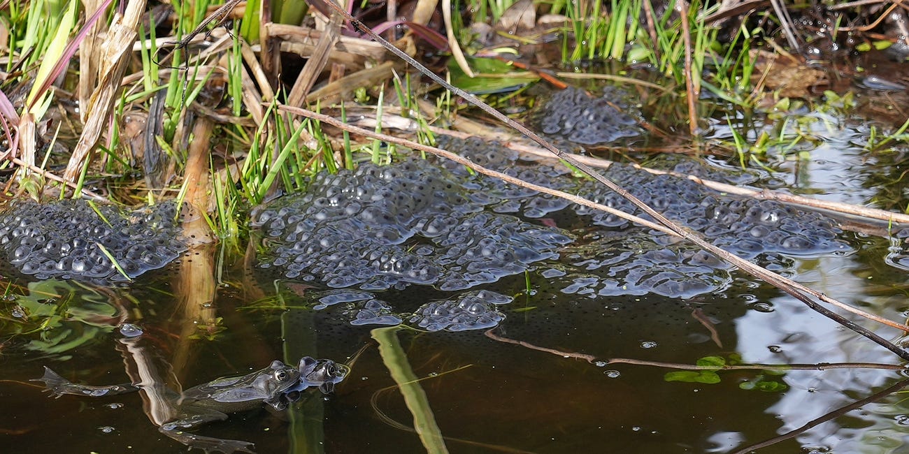 Ponds in garden ecosystems