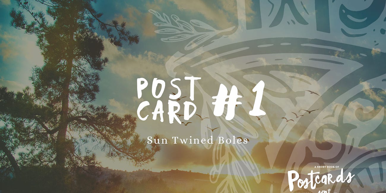 Postcard #1, Sun Twined Boles
