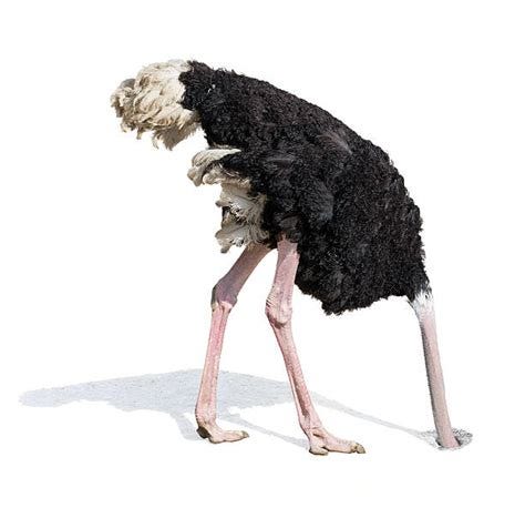 Sarah Moch 2 – Toxic Ostrich