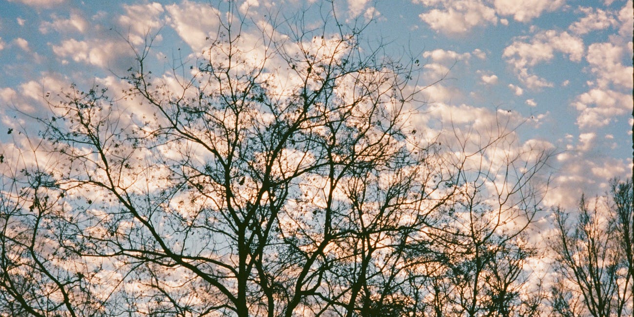 Kodak Ektar 100 in the Pentax 17