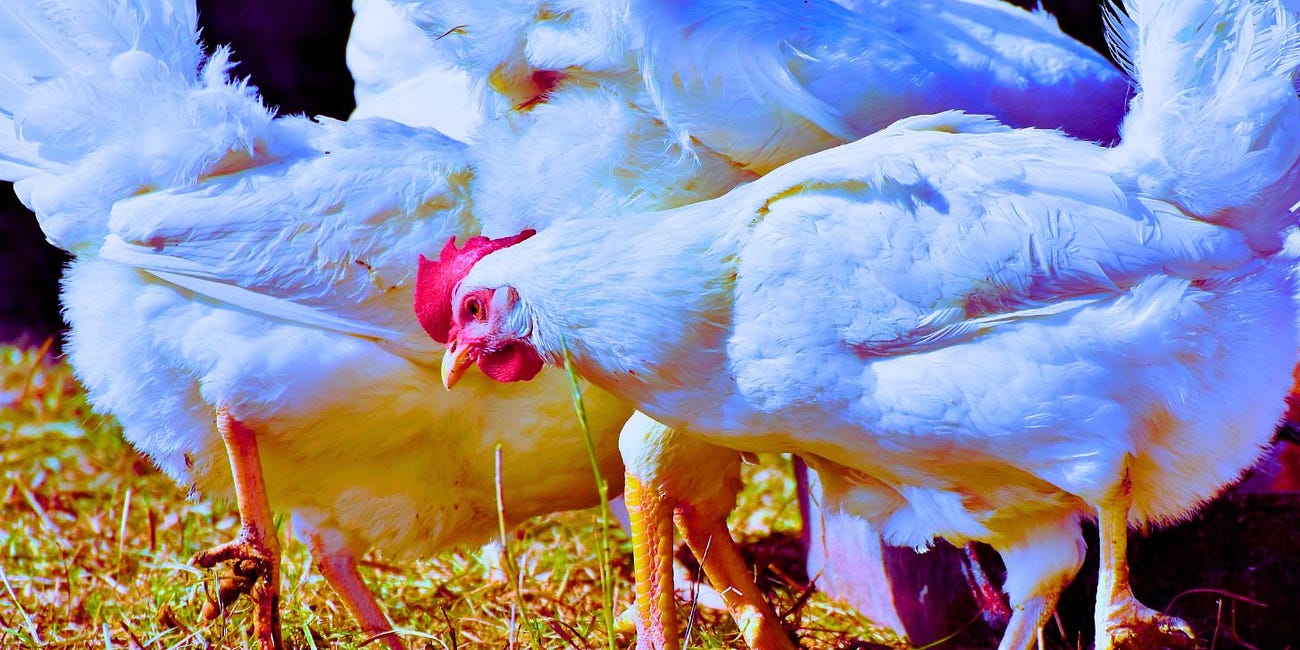 Australia Makes $1 Billion Bet On Coming H5N1 Pandemic, Creates Bird Flu Task Force