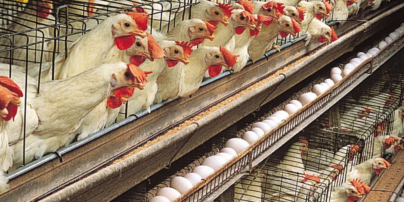Well Being: Eggs