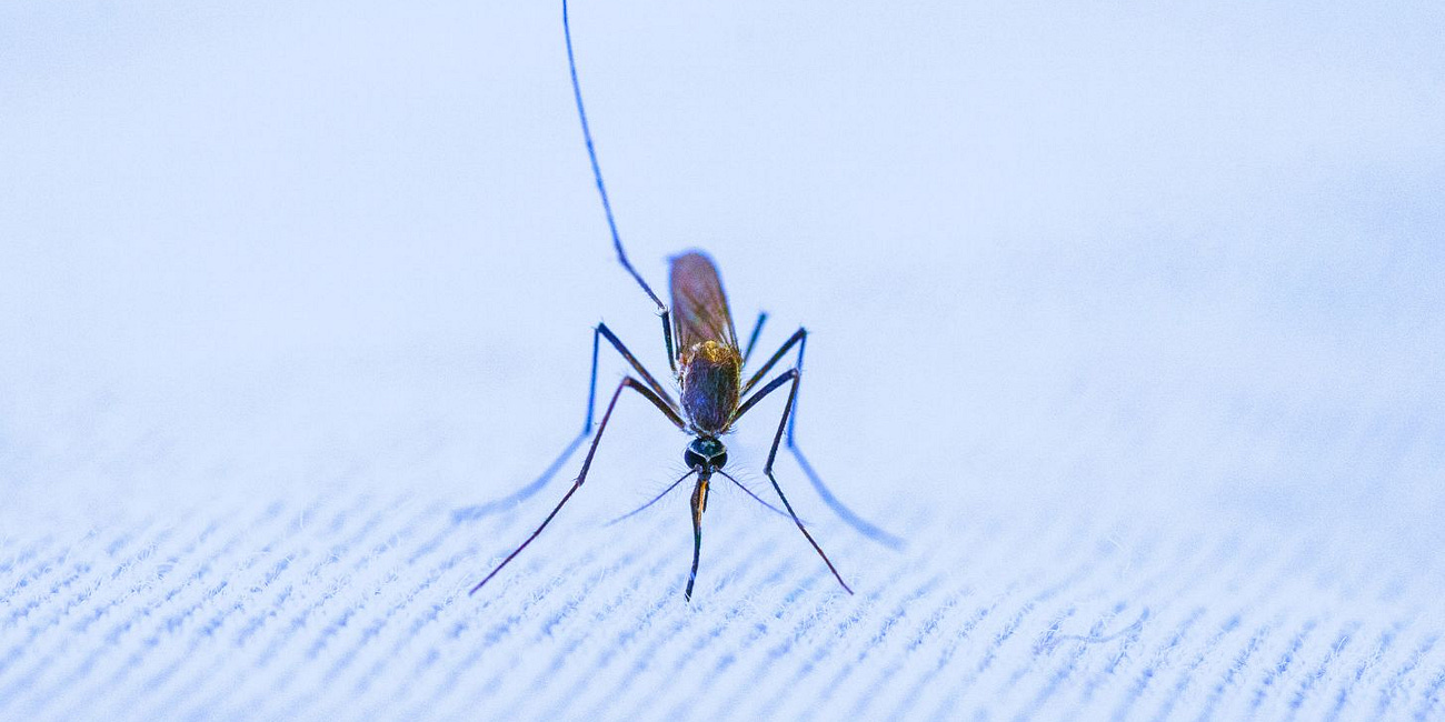 'Toxic,' 'Hazardous,' 'Fatal' Mosquito Insecticide Sprayed Over New York, Massachusetts, New Hampshire Neighborhoods