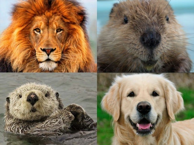 Personality test: I'm what? Lion, Otter?