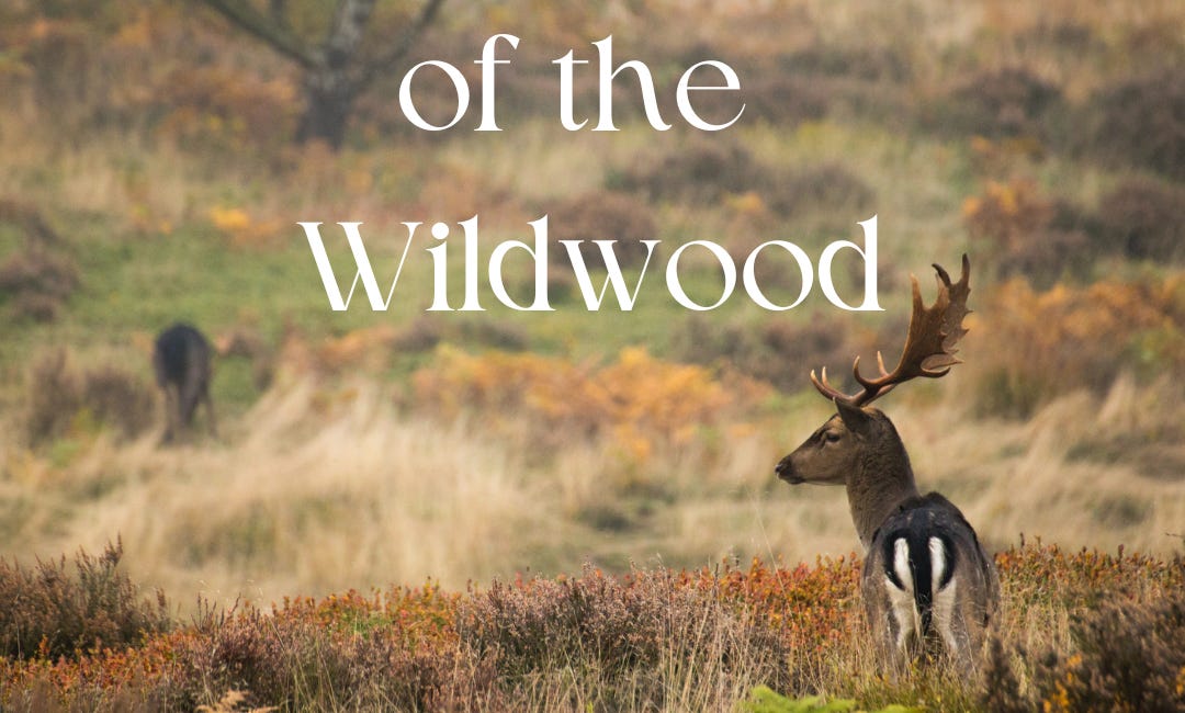 Episode 4: Myrddin of the WildWood, Part 1