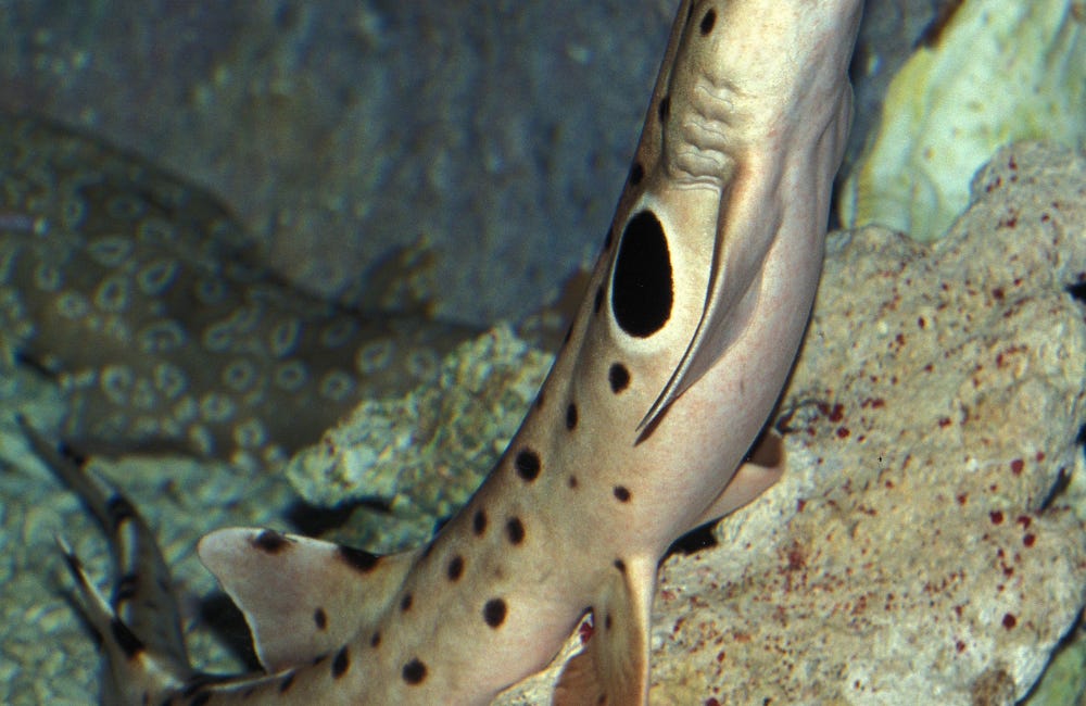 Sharks hunting across land and sea