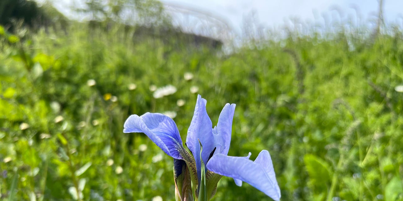 NOTES from. the garden // bulb ordering