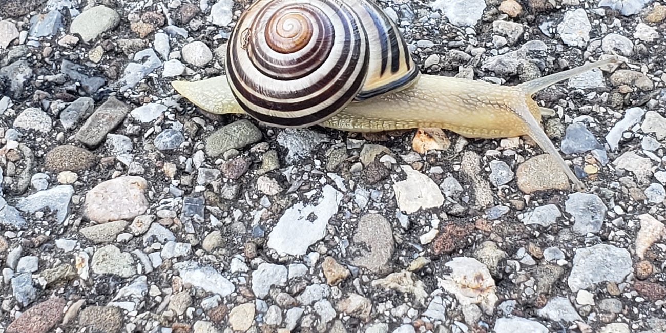 Buffalo Snapshot: A Snail's Pace
