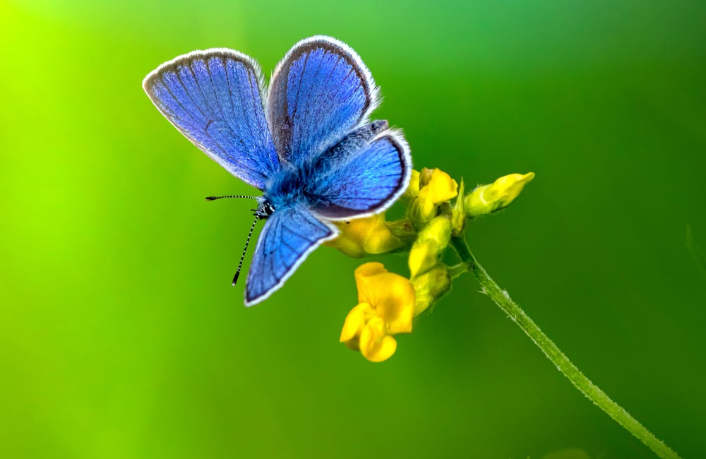 New study on butterflies and moths reveals something quite amazing