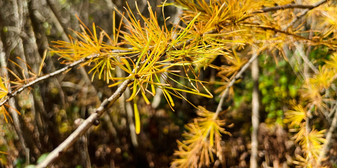 Smoky Gold