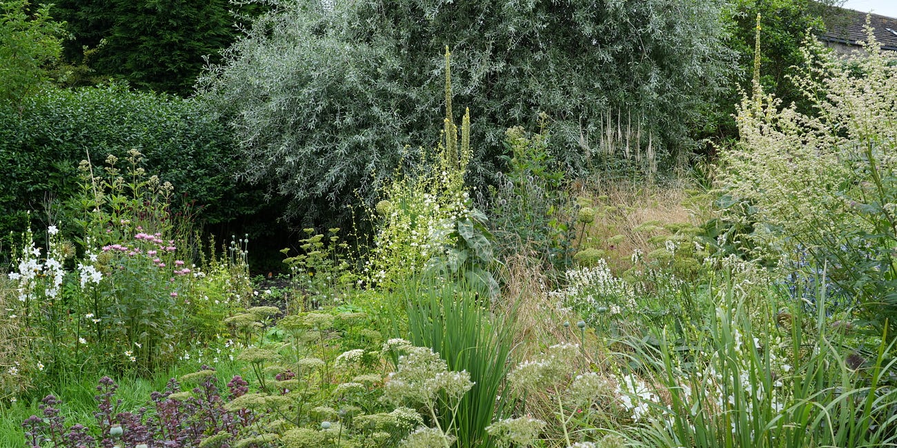How to plan a contemporary border with matrix planting design