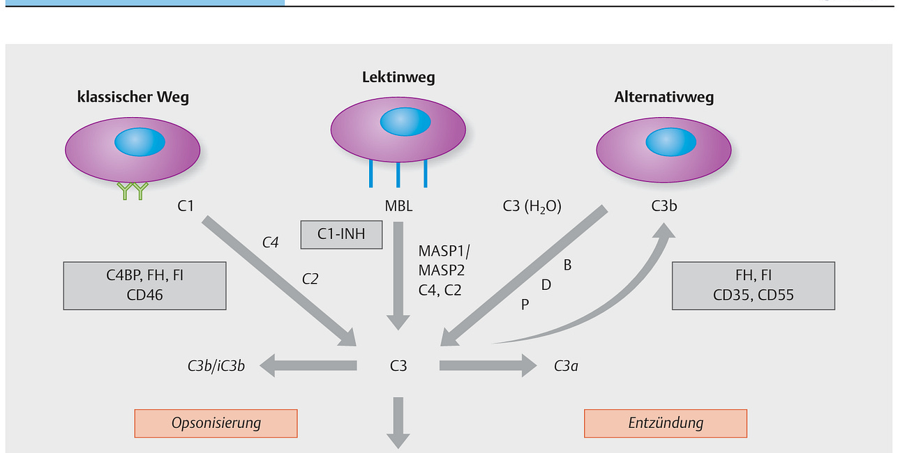 Das Spike-Protein aktiviert den alternativen Weg des Komplementsystems