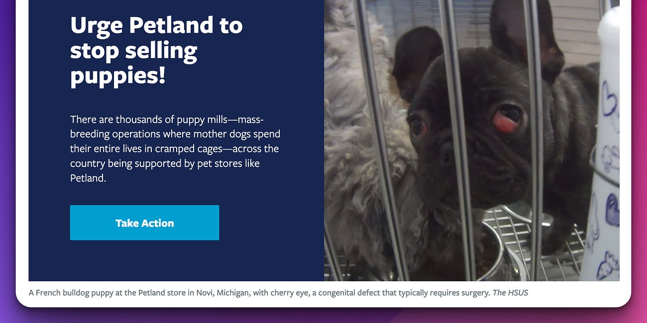 🐶 Exposing the Puppy Mill Pipeline: How Pet Stores Enable Animal Abuse 