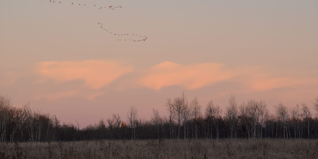 Sherburne NWR: Crane Country