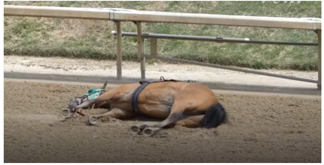 Why are all those racehorses dropping dead at Churchill Downs? Because, since April 29, they've all been wearing powerful WIRELESS monitors (called "STRIDESafe") 
