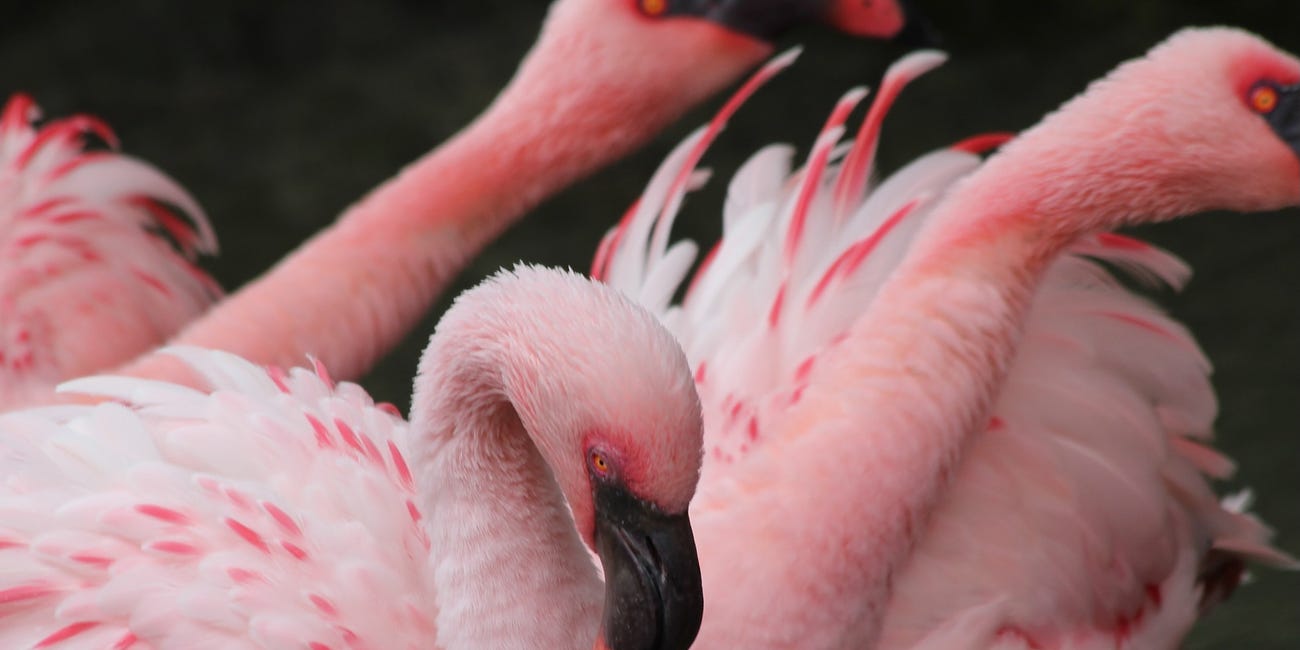 Flamingos and Me: Perspectives in Pink Aesthetics