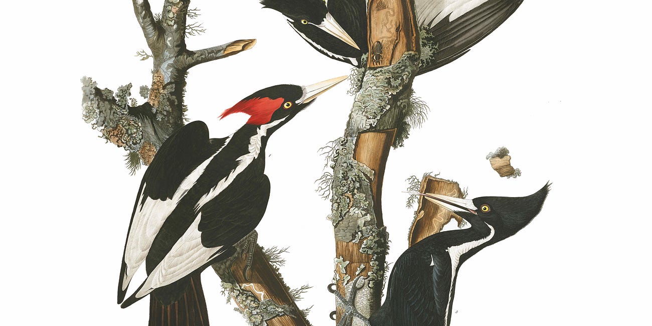 A visit to Arkansas as Ivory-billed Woodpecker faces historic listing decision