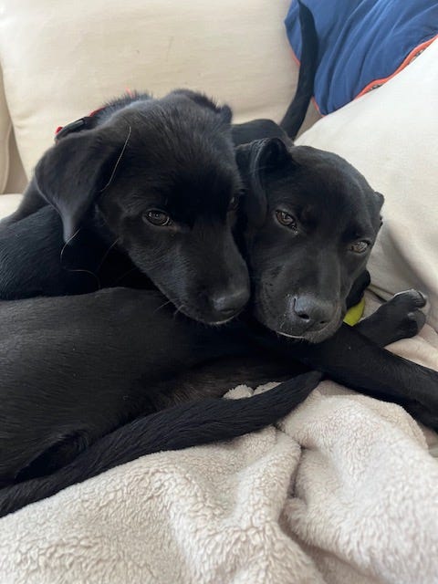 A Day in the life of Coco and Levi!