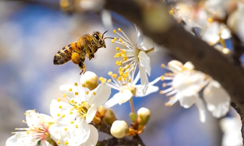 Imidaclopride : ce que nous apprennent les abeilles
