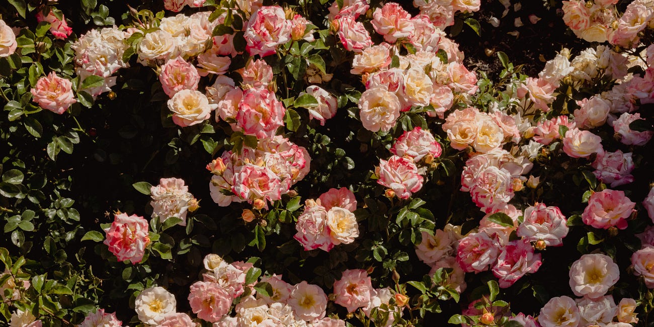 Deepening School Love Story, Learning Love Through Roses