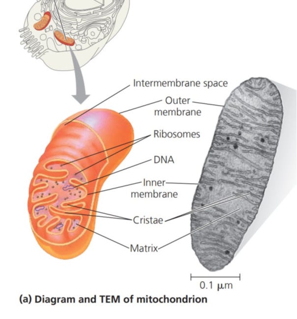 Mitochondriopathie