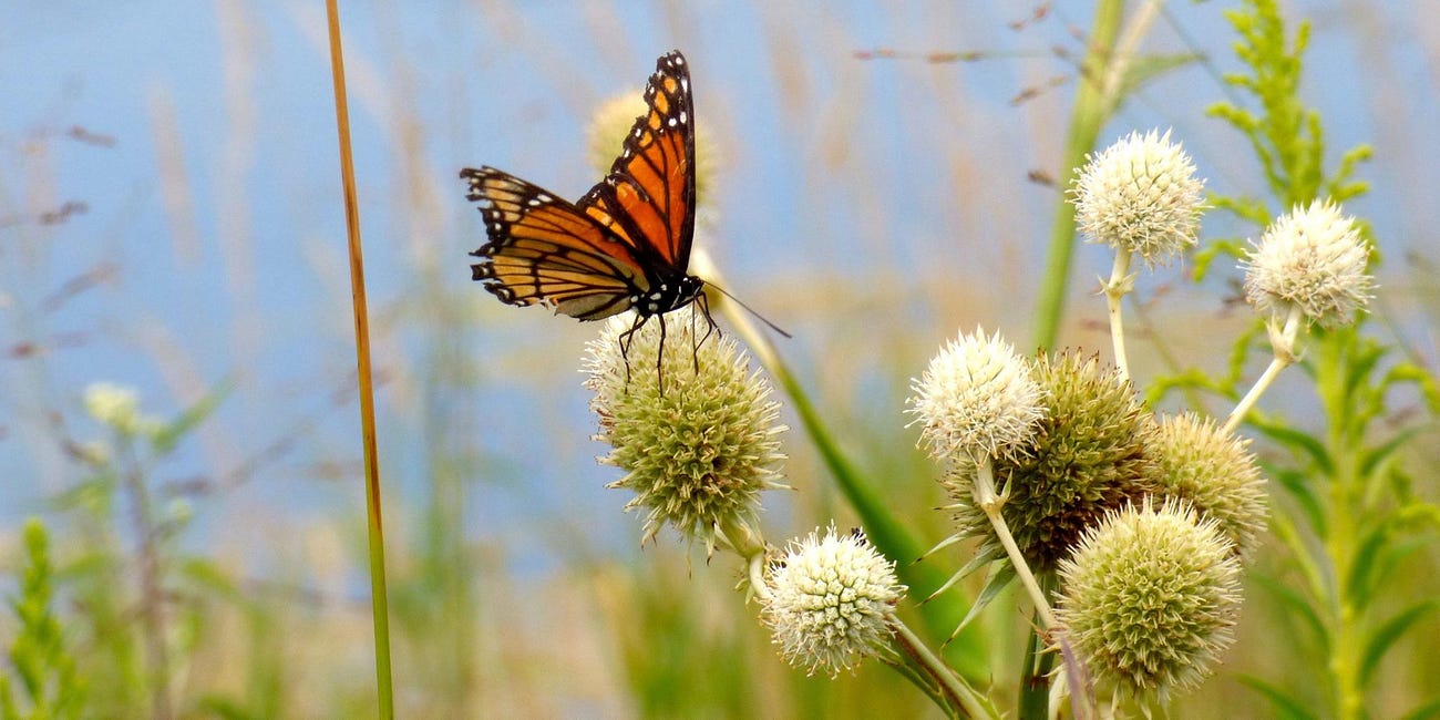 Prostate cancer patients and other wildlife along the road less traveled