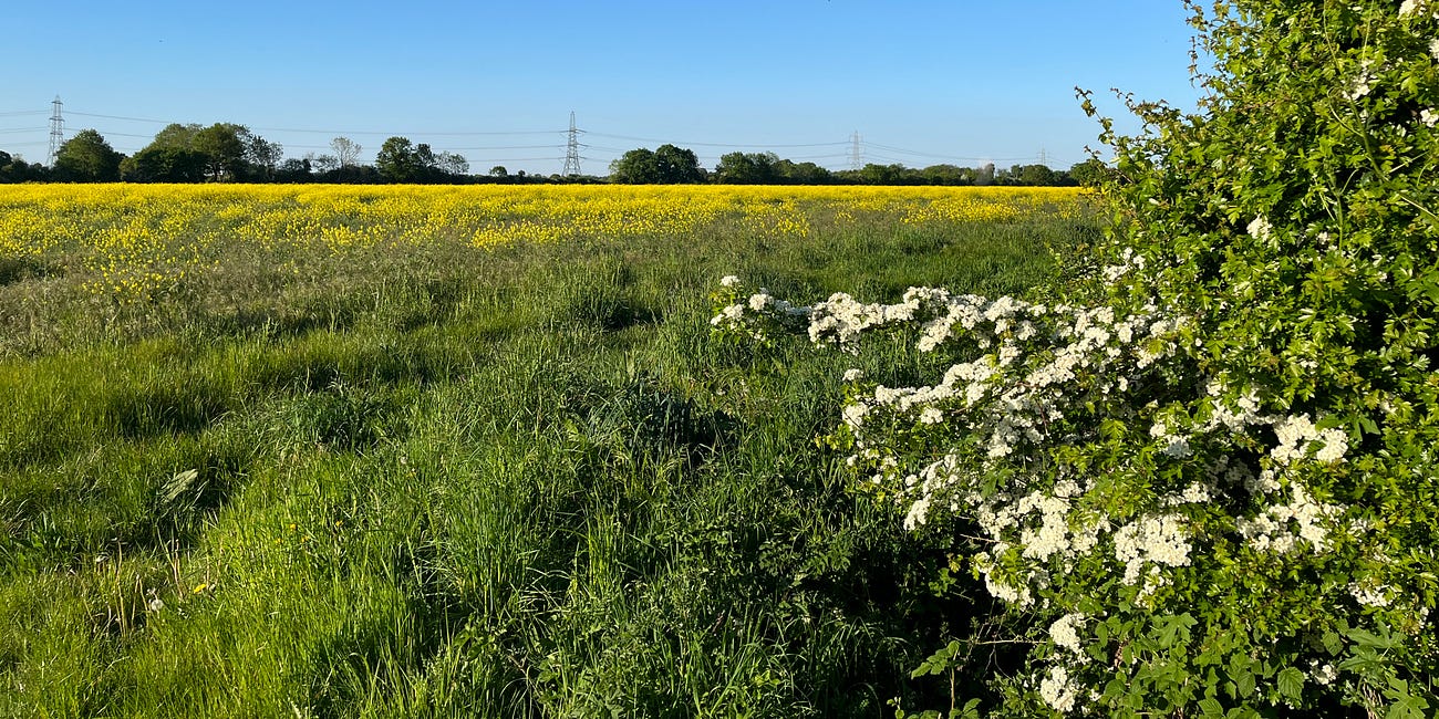 Another Country Diary #26