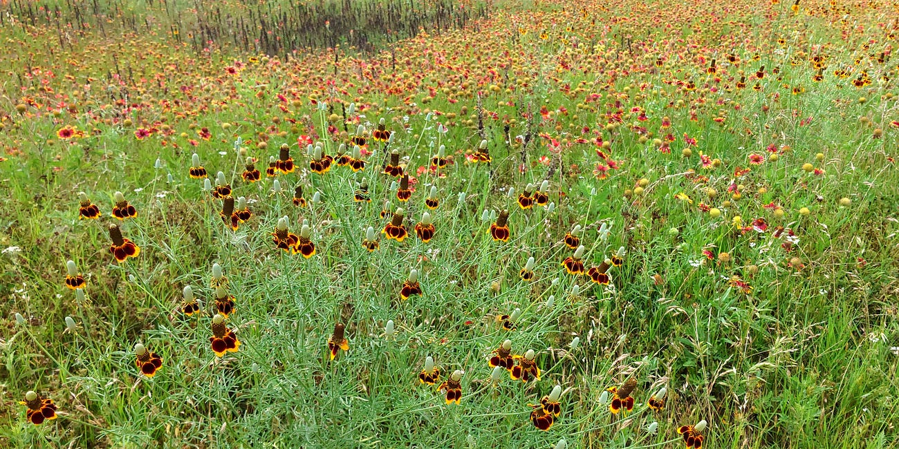 Wildflowers don't care where they grow