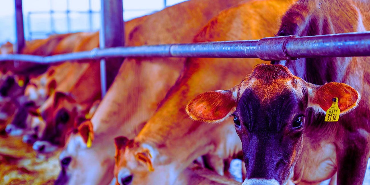 New Montana Bill Would Ban mRNA Shots in Animals: HB 418