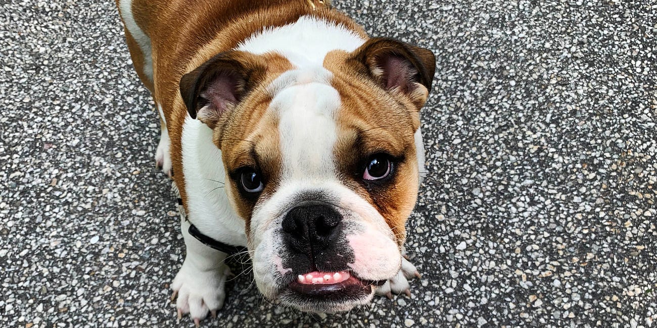 First Dogs, Then Humans