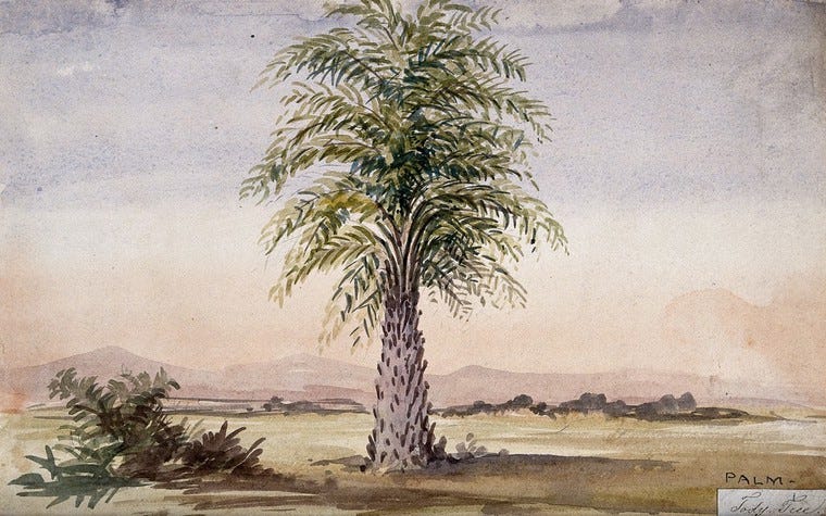 O my palm tree!