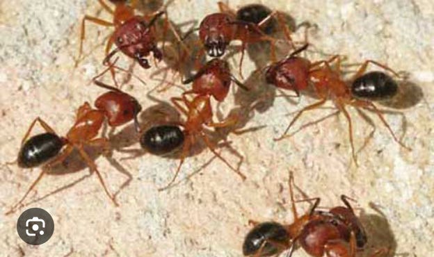 Life-saving amputations by ants?