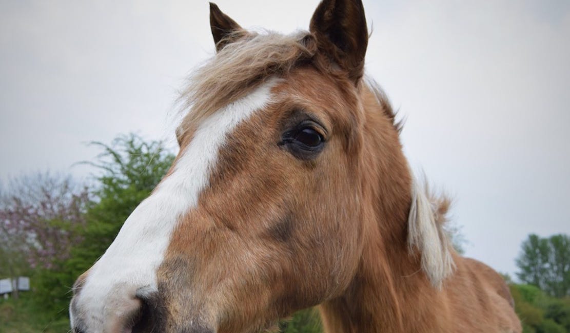 New survey aims to enhance nutrition support for senior horses