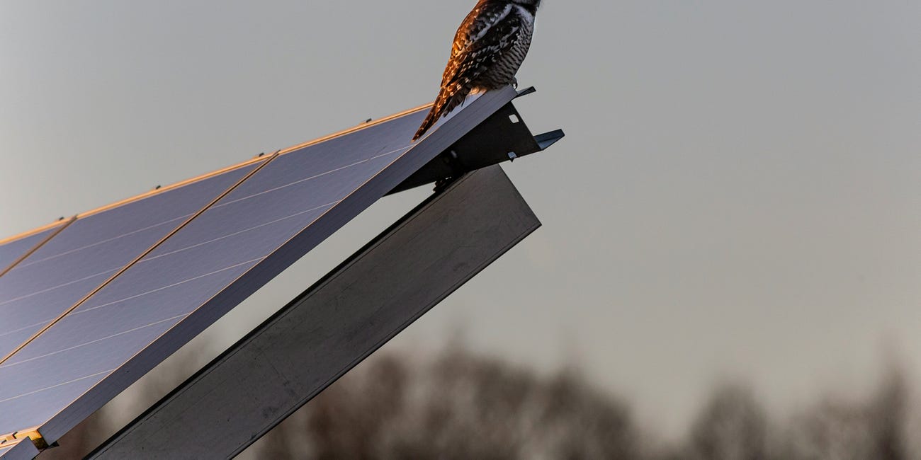 Solar Panels for Collapse, Are They Worth It? Here's an Honest Answer.